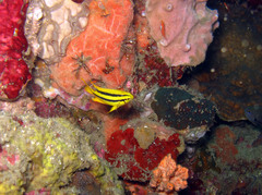 Neoglyphidodon nigroris