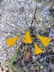 Narcissus bulbocodium