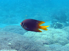 Neoglyphidodon nigroris