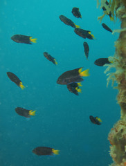 Neopomacentrus azysron