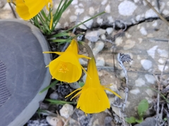 Narcissus bulbocodium