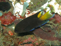 Neopomacentrus azysron