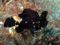 Nudiantennarius subteres