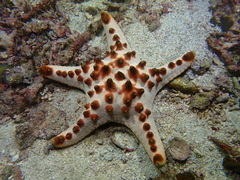 Protoreaster nodosus