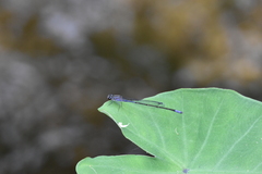 Enallagma cardenium
