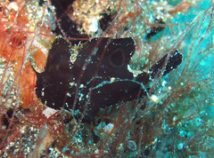 Nudiantennarius subteres