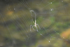 Tetragnathidae