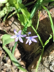 Scilla monophyllos