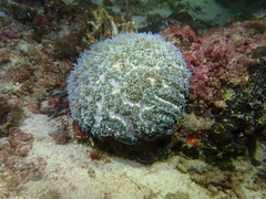 Physogyra lichtensteini