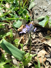 Scilla monophyllos
