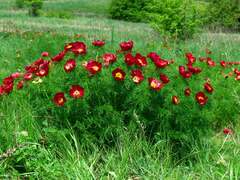Paeonia tenuifolia