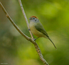 Hylophilus poicilotis