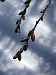 Myricaceae