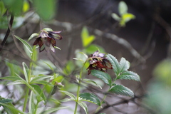 Fritillaria camschatcensis