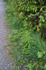 Fritillaria camschatcensis