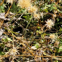Bebbia juncea
