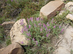 Astragalus bisulcatus