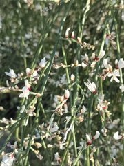 Retama monosperma