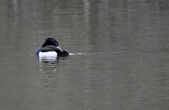 Aythya fuligula