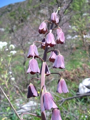 Fritillaria persica