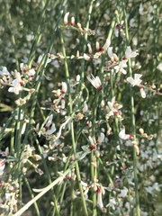 Retama monosperma