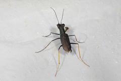 Odontocheila cayennensis