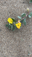 Camissoniopsis cheiranthifolia