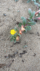 Camissoniopsis cheiranthifolia