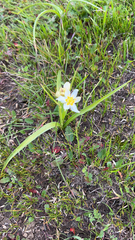 Toxicoscordion fremontii
