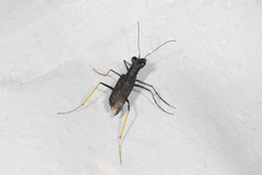 Odontocheila cayennensis