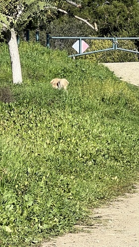 Western Domestic Dog photographed in California
