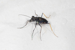 Odontocheila cayennensis