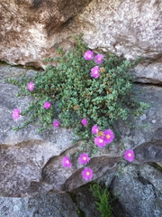 Lampranthus falciformis
