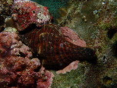 Pleuroploca trapezium
