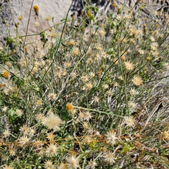 Bebbia juncea