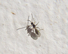 Proctotrupomorpha