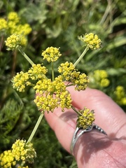Lomatium utriculatum