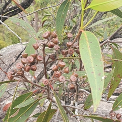 Eucalyptus umbra