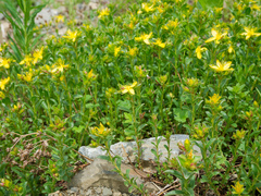 Hypericum orientale