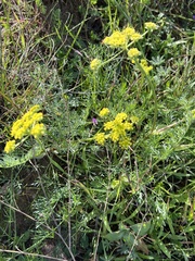 Lomatium utriculatum