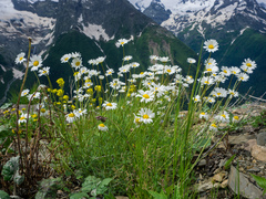Tripleurospermum caucasicum