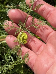 Lomatium utriculatum