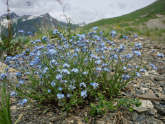 Myosotis alpestris