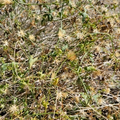 Bebbia juncea