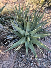 Agave deserti