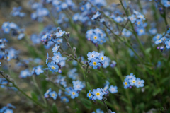 Myosotis alpestris