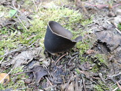 Dissingia leucomelaena