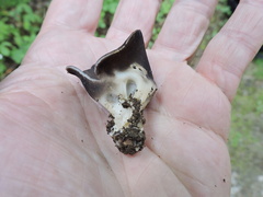 Dissingia leucomelaena