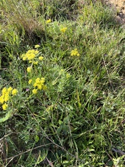Lomatium utriculatum