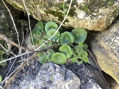 Umbilicus intermedius